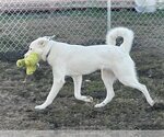 Small Photo #19 Great Pyrenees-Unknown Mix Puppy For Sale in Garland, TX, USA