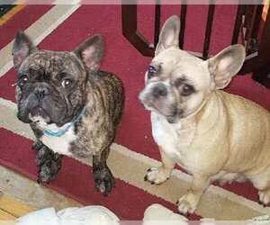 Father of the French Bulldog puppies born on 06/29/2020