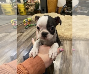 Boston Terrier Puppy for sale in FREDONIA, KS, USA