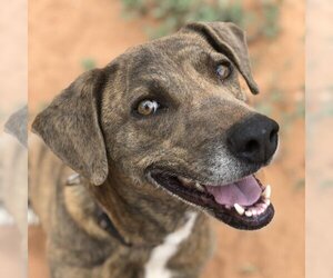 Plott Hound Dogs for adoption in Kanab, UT, USA