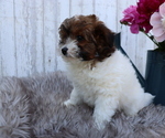 Small Photo #2 Pom-A-Poo-Poodle (Miniature) Mix Puppy For Sale in HONEY BROOK, PA, USA