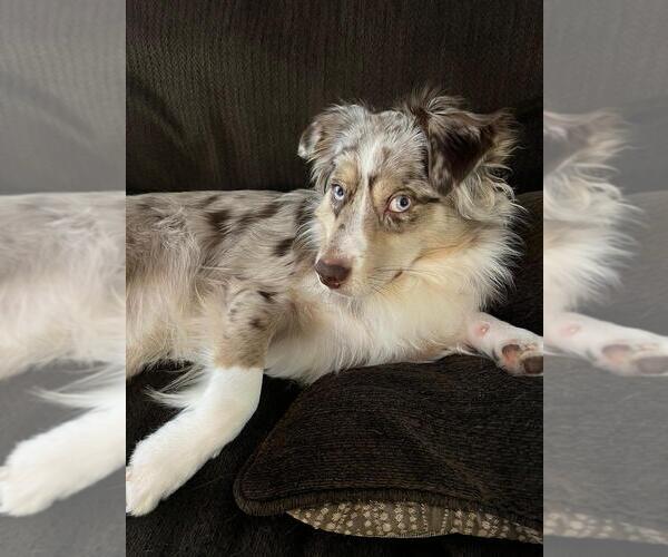 Medium Photo #1 North American Shepherd Puppy For Sale in CLERMONT, FL, USA