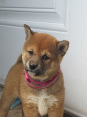View Ad Shiba Inu Puppy For Sale Ontario Tara Canada