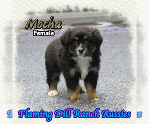 Miniature Australian Shepherd Puppy for sale in FORESTBURG, TX, USA