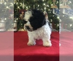 Small Photo #6 Poodle (Miniature)-Zuchon Mix Puppy For Sale in BOWLING GREEN, KY, USA