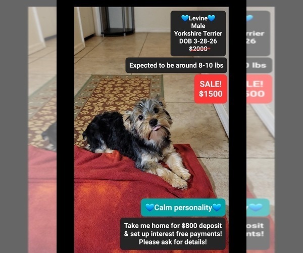 Medium Photo #1 Yorkshire Terrier Puppy For Sale in TUCSON, AZ, USA