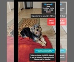 Levine - Male Yorkshire Terrier Puppy for Sale - Small photo