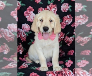 Goldendoodle Puppy for sale in KIRKWOOD, PA, USA