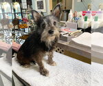 Brulee (NOT YET AVAILABLE) - Female Cairn Terrier Dog for Adoption - Small photo