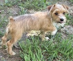 Small Photo #6 Yorkshire Terrier Puppy For Sale in HUDDLESTON, VA, USA