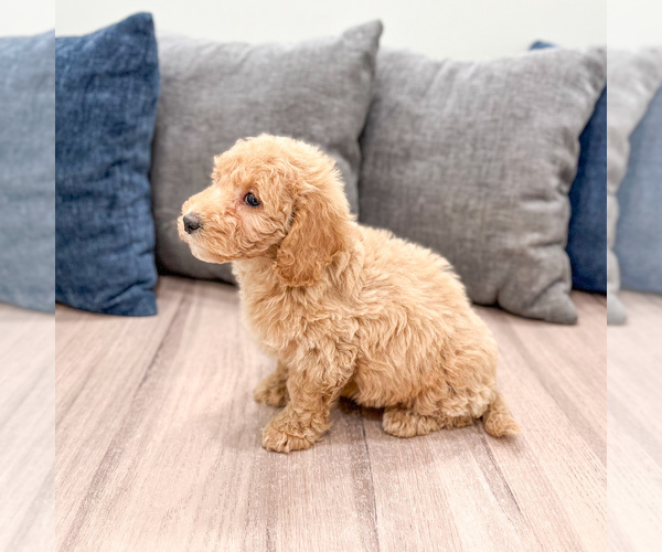 Medium Photo #56 Miniature Labradoodle Puppy For Sale in MILLERSBURG, OH, USA
