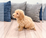Small #4 Miniature Labradoodle