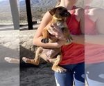 Small Photo #116 Rhodesian Ridgeback Puppy For Sale in MORONGO VALLEY, CA, USA