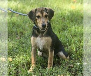 Luna - Female Beagle Dog for Adoption - Photo #4