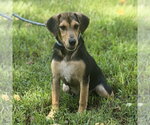 Small Photo #4 Beagle Puppy For Sale in Yardley, PA, USA