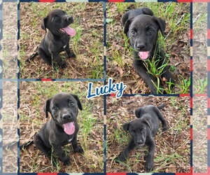 Labsky Dogs for adoption in Blacksburg, SC, USA