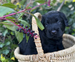 Small #8 Black Russian Terrier