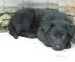 Small Photo #4 German Shepherd Dog Puppy For Sale in HAMILTON, VA, USA