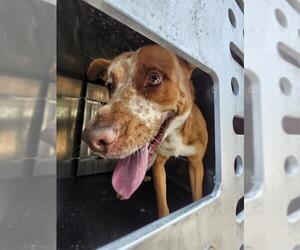 Mutt Dogs for adoption in San Antonio, TX, USA