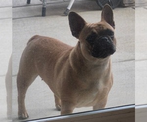 Mother of the French Bulldog puppies born on 08/15/2025