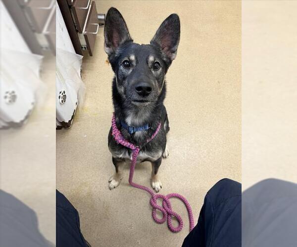 Medium Photo #1 Australian Kelpie-Unknown Mix Puppy For Sale in Derwood, MD, USA