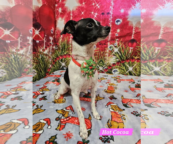 Medium Photo #2 Rat Terrier-Unknown Mix Puppy For Sale in Metairie, LA, USA