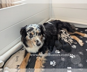 Mother of the Australian Shepherd puppies born on 02/09/2025