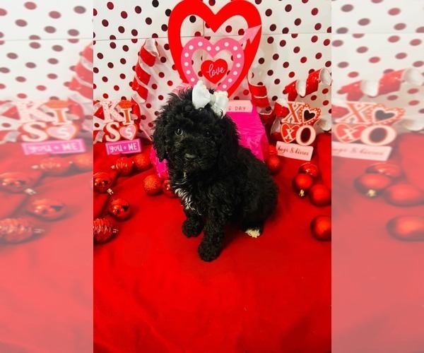Medium Photo #4 Poodle (Miniature) Puppy For Sale in INDIANAPOLIS, IN, USA