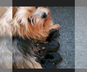 Father of the Yorkshire Terrier puppies born on 01/25/2021