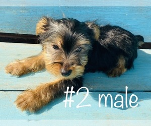 Yorkshire Terrier Puppy for sale in LAWRENCEBURG, TN, USA