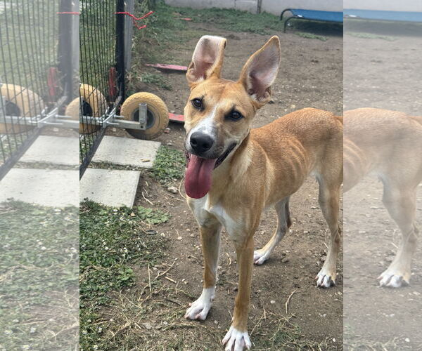 Medium Photo #2 Black Mouth Cur-Unknown Mix Puppy For Sale in Rowlett, TX, USA