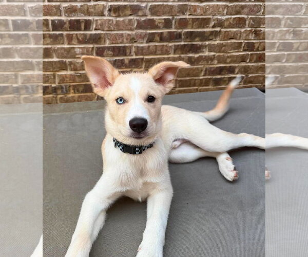 Medium Photo #3 Siberian Husky Puppy For Sale in Carrollton, TX, USA