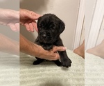 Small Photo #4 Cane Corso Puppy For Sale in CLEARWATER, FL, USA