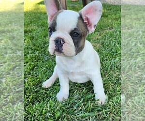 French Bulldog Puppy for Sale in KUNA, Idaho USA