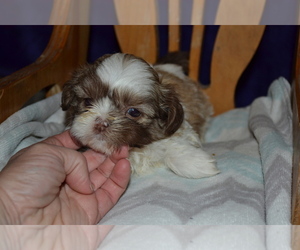 Medium Shih Tzu