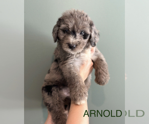 Aussiedoodle Puppy for Sale in SOMERVILLE, Tennessee USA