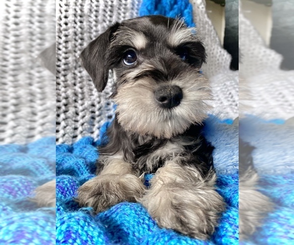 Medium Photo #1 Schnauzer (Miniature) Puppy For Sale in COLORADO SPRINGS, CO, USA