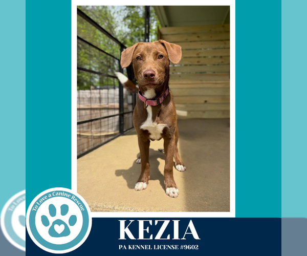 Medium Photo #21 Labrador Retriever-Unknown Mix Puppy For Sale in Kimberton, PA, USA