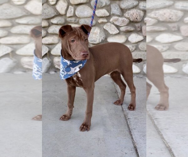 Medium Photo #13 Chinese Shar-Pei-Labrador Retriever Mix Puppy For Sale in Dana Point, CA, USA