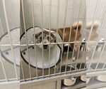 Small Shiba Inu