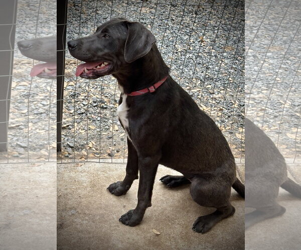Medium Photo #2 Labrenees Puppy For Sale in Milpitas, CA, USA