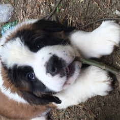 Saint Bernard Puppy for sale in DERRY, NH, USA