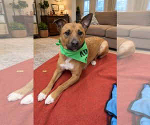 Chewy - Female Mutt Dog for Adoption