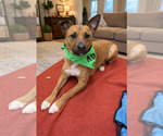 Chewy - Female Mutt Dog for Adoption - Small photo