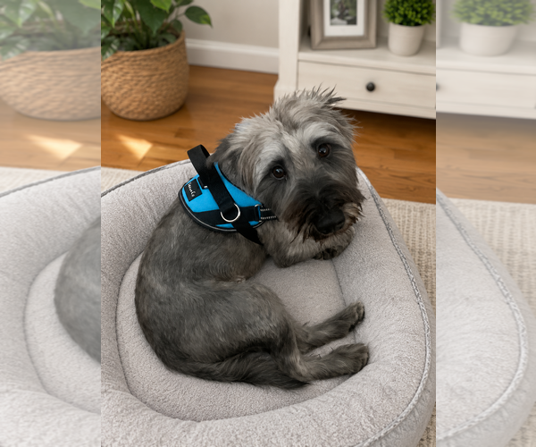 Medium Photo #4 Mutt Puppy For Sale in Rosenberg, TX, USA