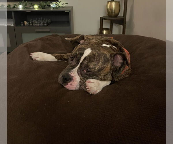 Medium Photo #5 Staffordshire Bull Terrier-Unknown Mix Puppy For Sale in Woodland Hills, CA, USA