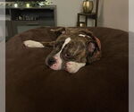 Small #4 Staffordshire Bull Terrier Mix