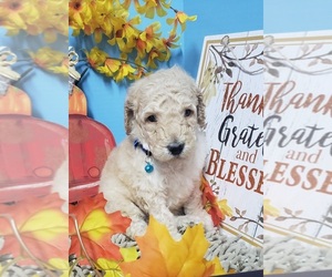 Poodle (Standard) Puppy for sale in DURANT, OK, USA
