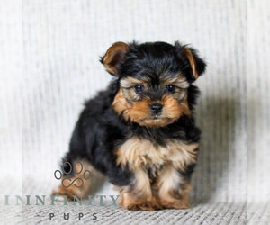 Yorkshire Terrier Puppy for sale in LITITZ, PA, USA