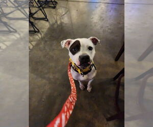 American Bulldog Dogs for adoption in garner, NC, USA